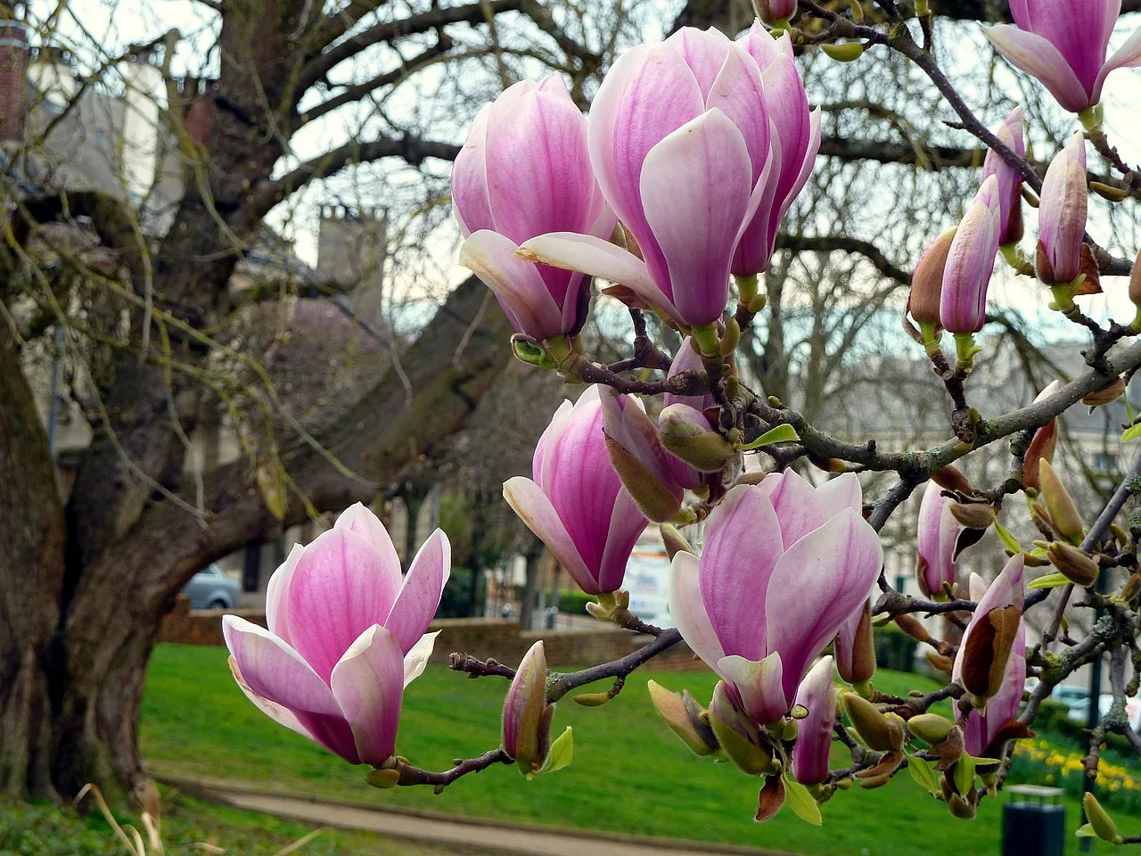 Надпись Magnolias for Ever