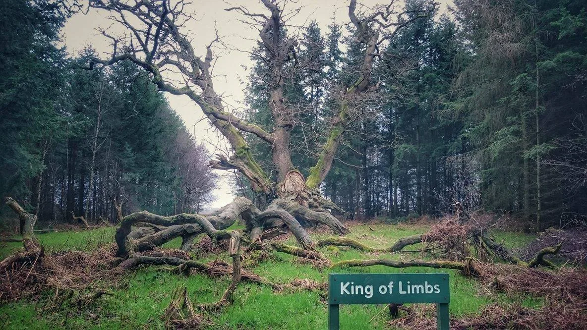 Дерево King of Limbs в лесу